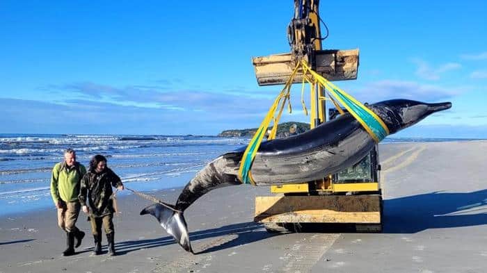 La straordinaria scoperta della balena dal dente a pala in Nuova Zelanda 1 spade toothed whale m.jpg