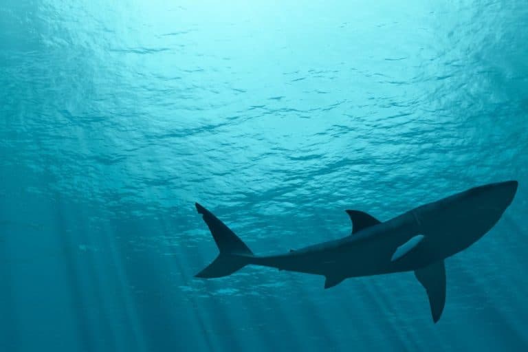 squalo bianco.jpg