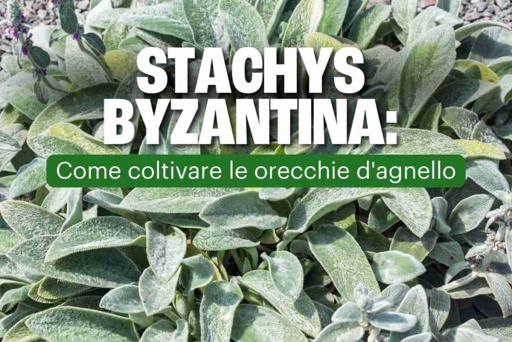 stachys Bizantina.jpg
