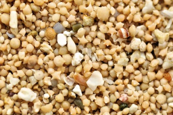 Le Stelle Marine di Okinawa: Un Viaggio Cosmico sulla Spiaggia 1 star sand m.jpg