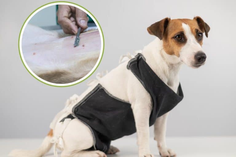 sterilizzare il cane.jpg