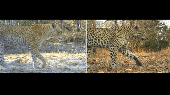 strawberry leopard m.png