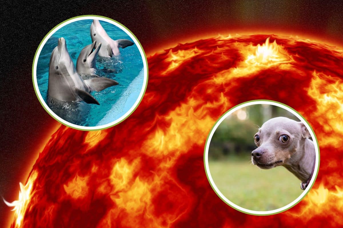 tempesta solare cani delfini.jpg