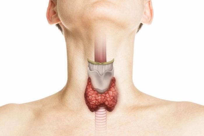 Il Ruolo Cruciale della Tiroide nel Corpo Umano 1 thyroid m.jpg