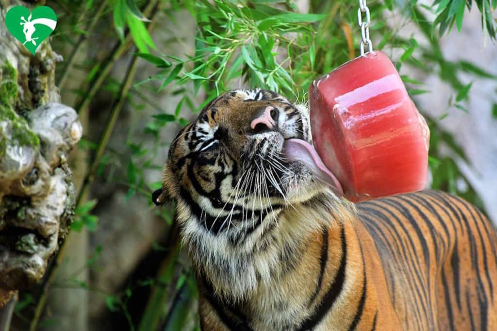 tigre ghiacciolo.jpg