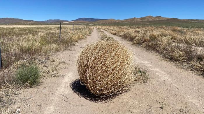 tumbleweed m.jpg