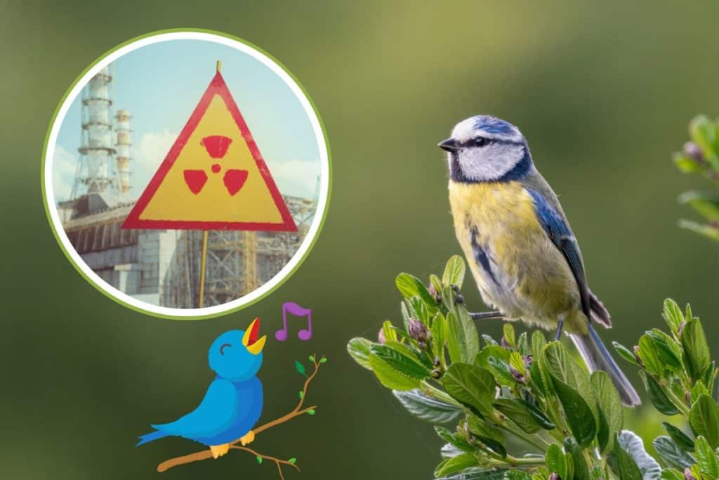 uccelli chernobyl.jpg