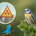uccelli chernobyl.jpg