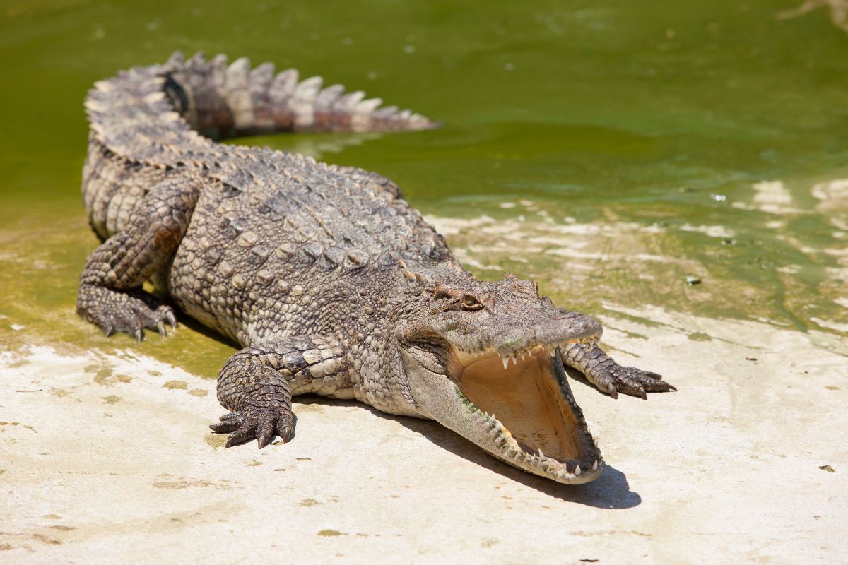 Gli scienziati hanno ricostruito come è morto un coccodrillo di quasi 3 mila anni fa mummificato dagli Antichi Egizi 1 ultimo pasto coccodrillo antichi egizi c.jpg