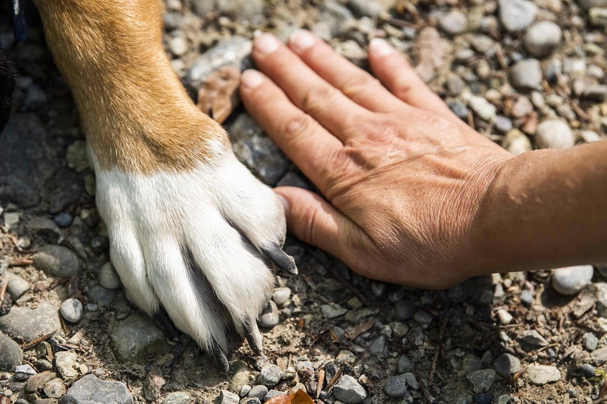 ustioni asfalto cane.jpg