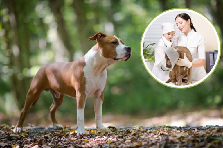 veterinario amstaff.jpg