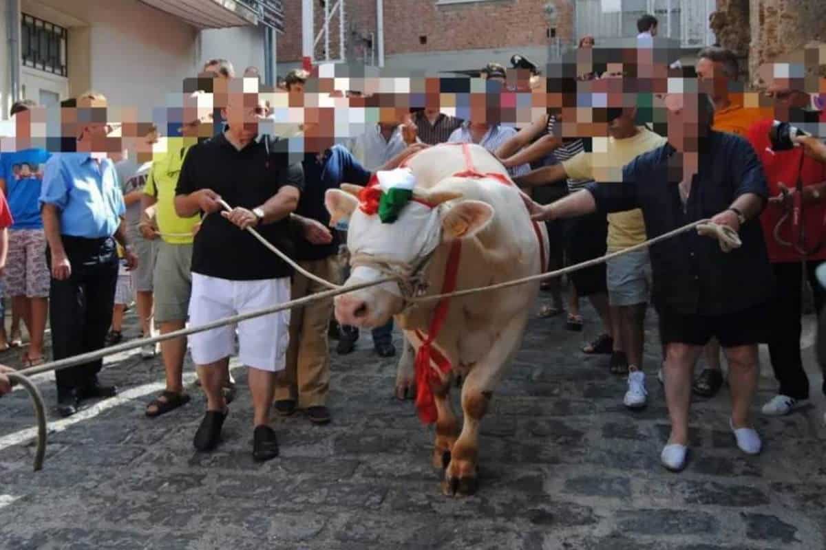 vitello processione.jpg