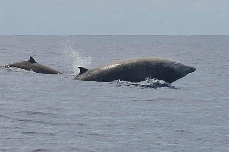 Non sono un delfino, ma uno zifio: alla scoperta del raro cetaceo che nuota nel Mediterraneo 7 zifio.jpg