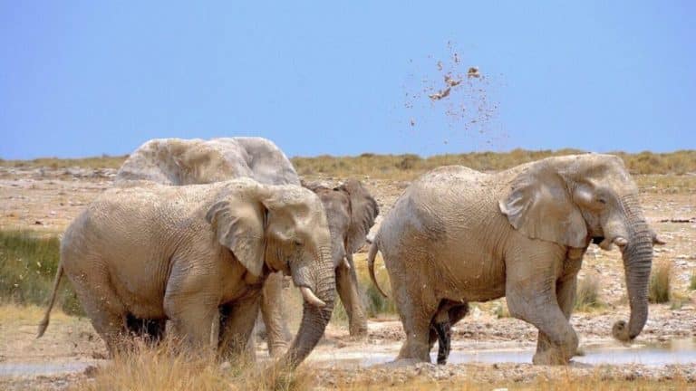 2048px Elephants at waterhole Etosha National Park Namibia 1 e1724867302854 1 1024x576.jpg
