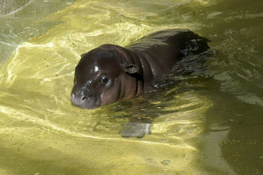 Bagnetto zoo.jpg