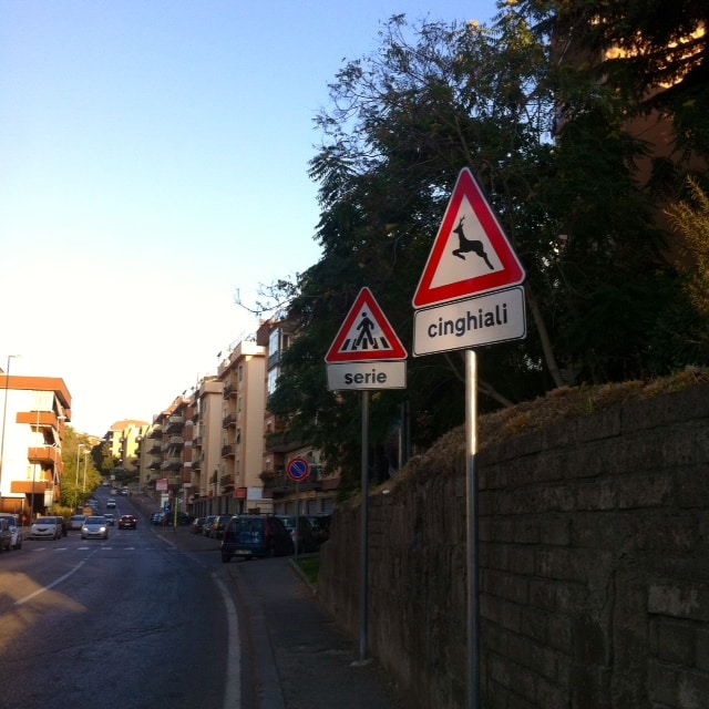 CINGHIALI A VIA BELLUNO.jpg