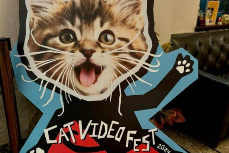 Cat video fest.jpg