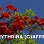 Erythrina caffra.jpg