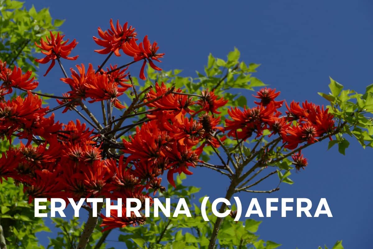 Erythrina caffra.jpg