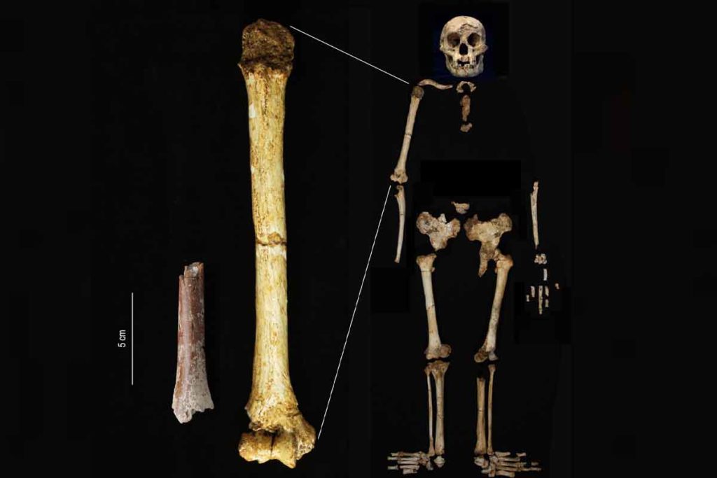 Frammento dellomero di Mata Menge della stessa scala dellomero di Homo floresiensis di Liang Bua.jpg