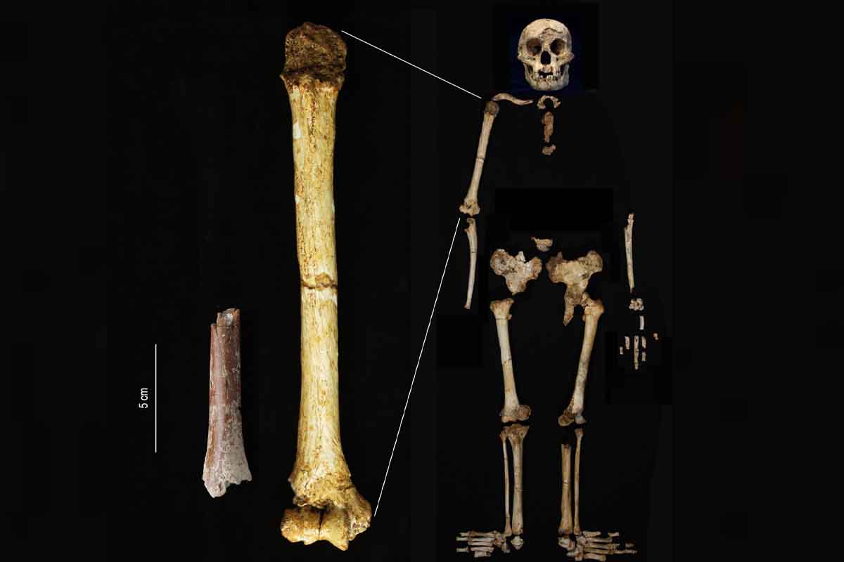 La scoperta di fossili di “Hobbit” conferma che una piccola specie umana vagava per le isole indonesiane 700.000 anni fa 1 Frammento dellomero di Mata Menge della stessa scala dellomero di Homo floresiensis di Liang Bua.jpg