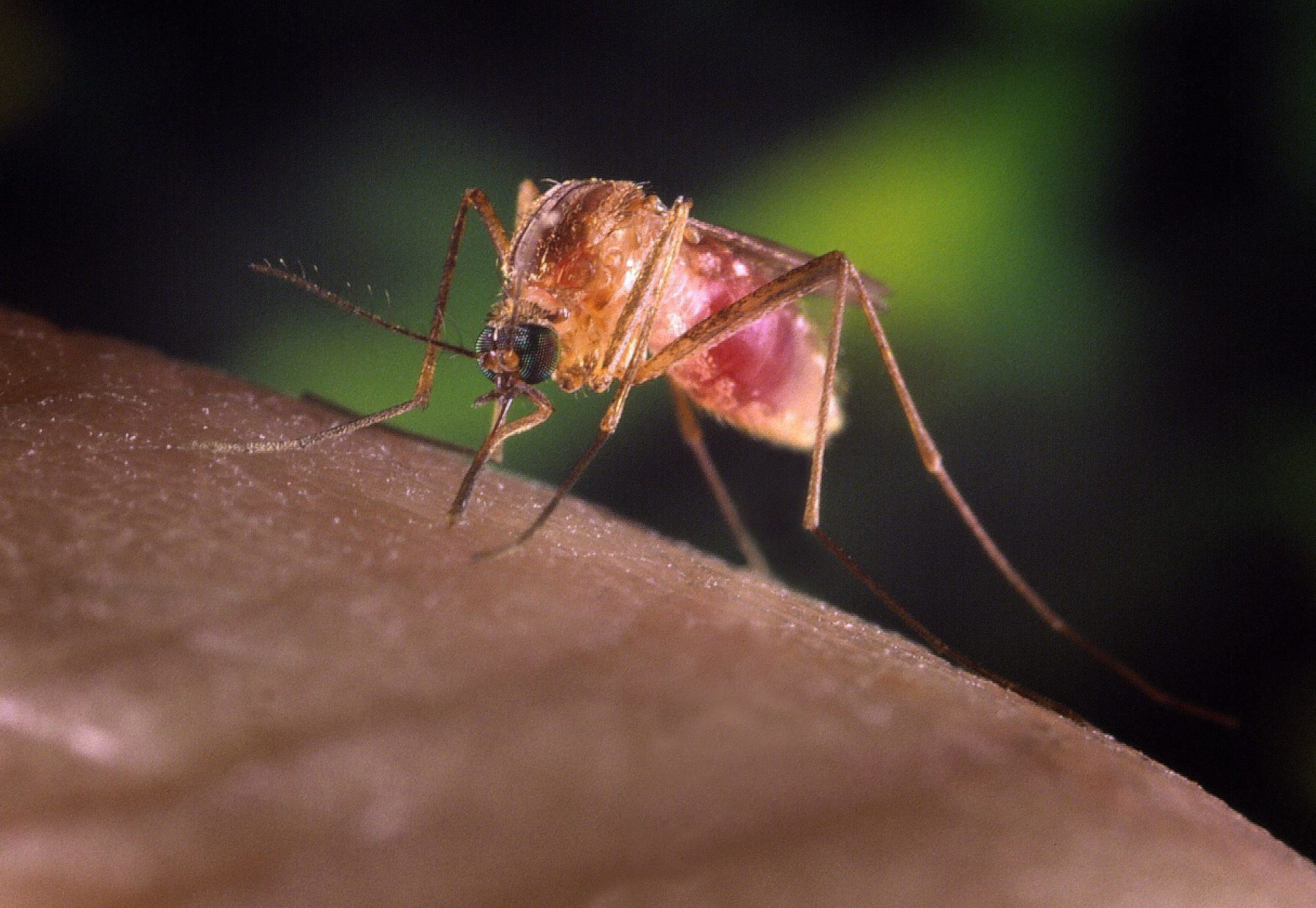 Emilia-Romagna, è allarme per il virus West Nile: come prevenire il contagio 1 GOLF 20240816075402560 c9508955189eaa6a394b97e56c958c91.jpg