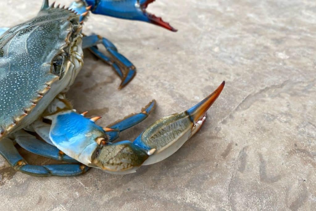 Granchio blu.jpg