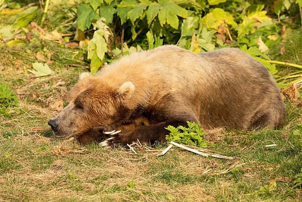 Kodiak bear 50007313253.jpg