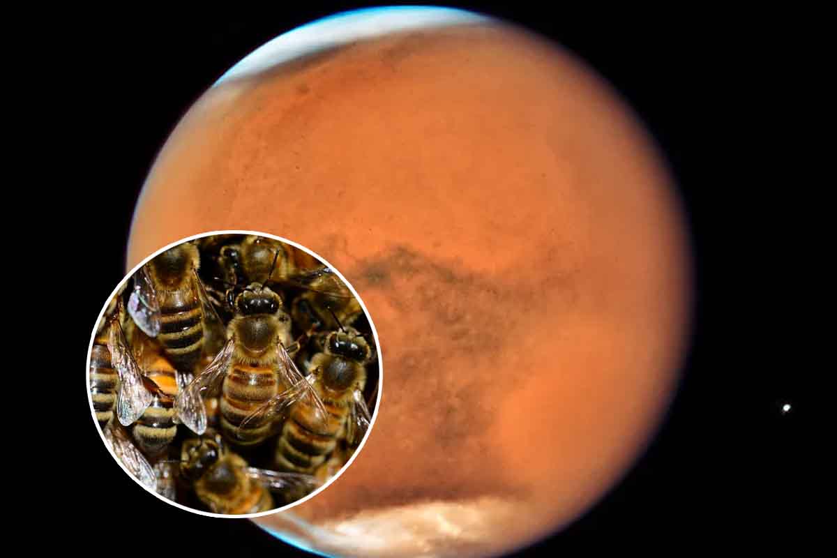 Cos’è questa storia della NASA che vuole inviare uno “sciame di api” su Marte? 1 NASA api su MArte.jpg
