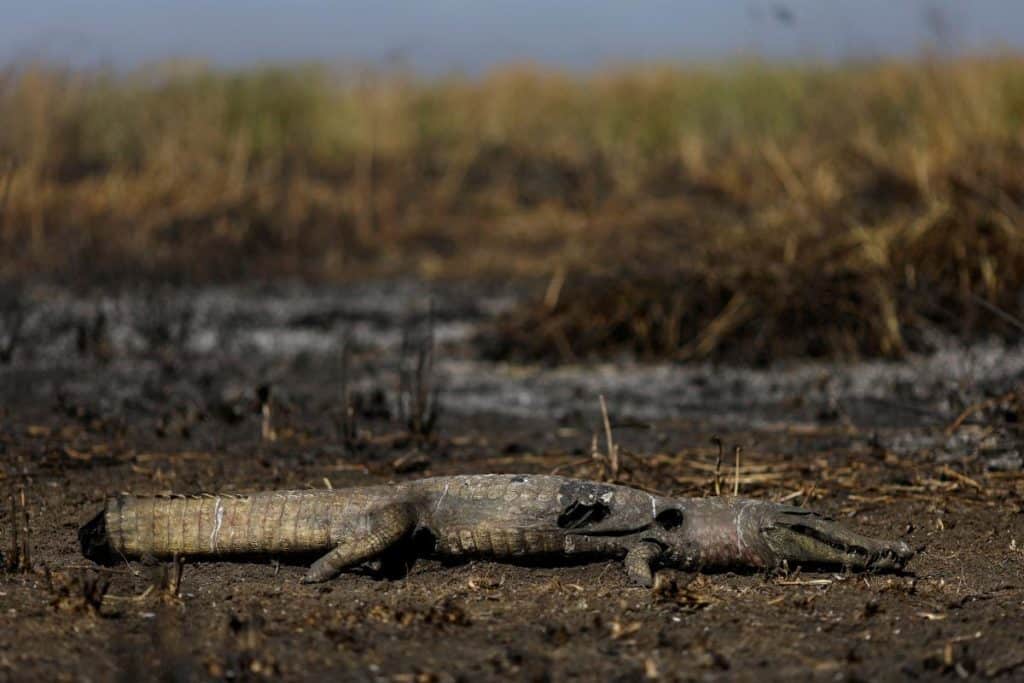 Pantanal incendi.jpg