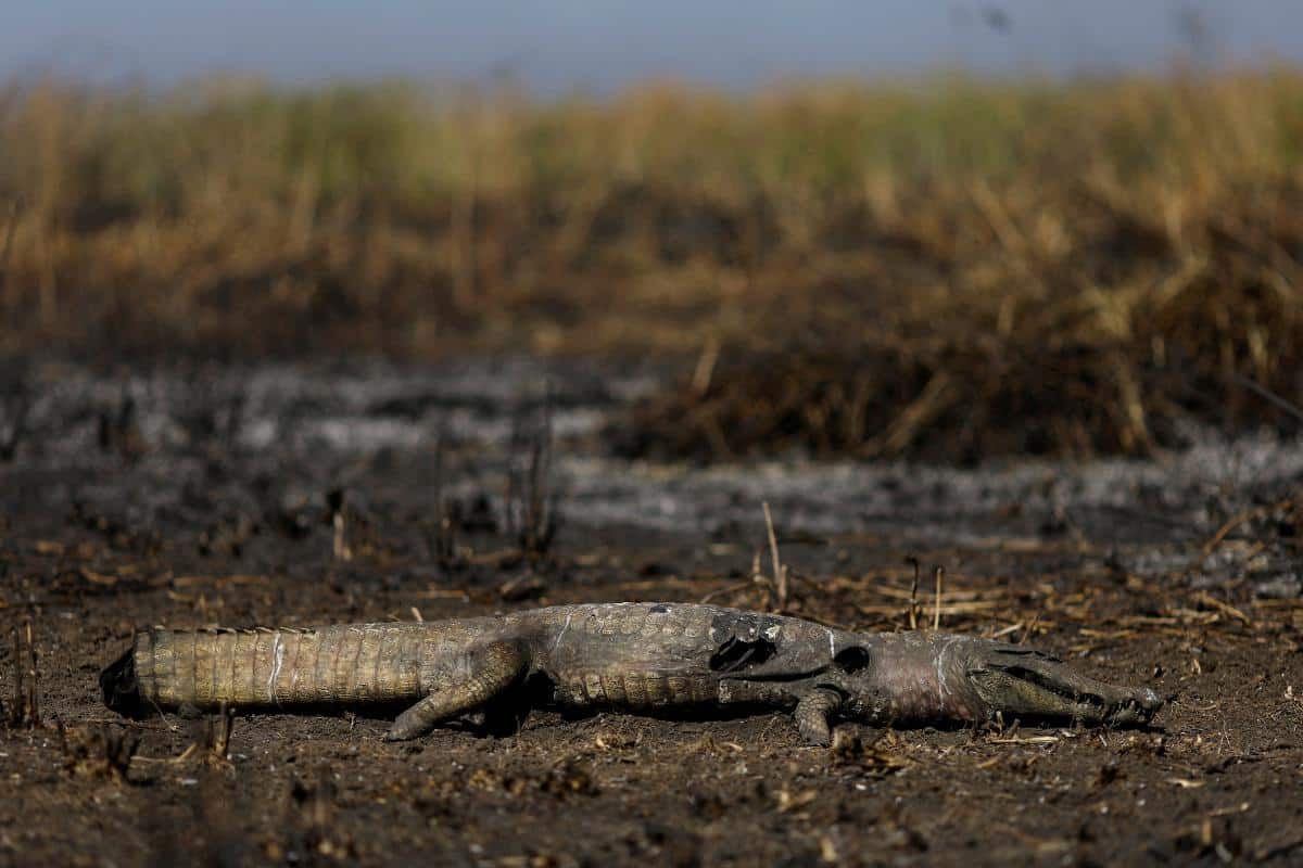 In 20 anni nel Pantanal e in Amazzonia si sono verificati i peggiori incendi selvaggi di sempre (con emissioni alle stelle) 1 Pantanal incendi.jpg