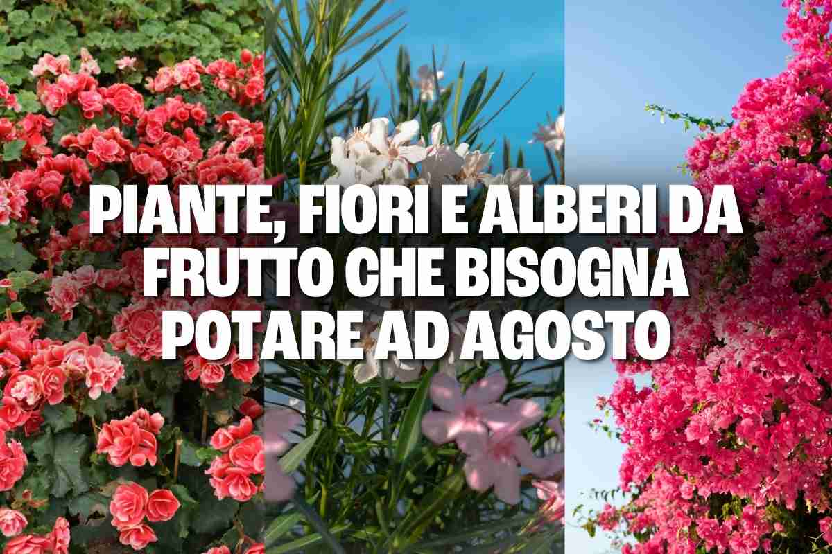 Quali piante, fiori e alberi da frutto bisogna potare ad agosto? 1 Piante potare agosto.jpg