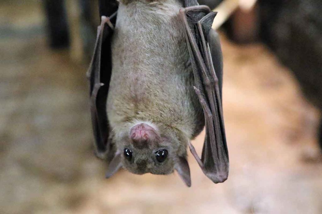 Pipistrello.jpg