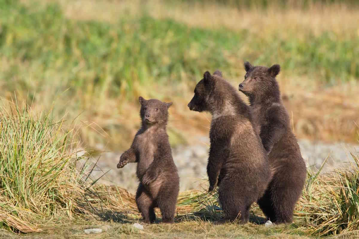 Che fine hanno fatto i cuccioli di KJ1? Non si ha traccia dei 3 orsetti dall’esecuzione della loro madre 1 Progetto senza titolo 1.jpg