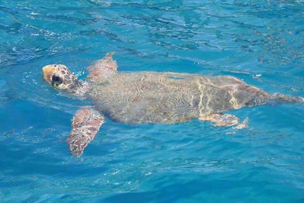 Turtle Caretta Caretta panoramio.jpg