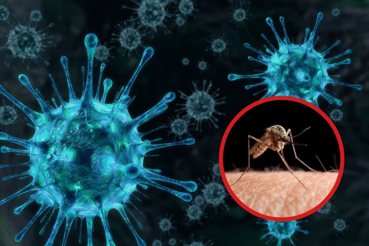Chandipura: cos’è e come si trasmette il virus che sta creando una vera e propria epidemia in India 1 Untitled design 6.jpg
