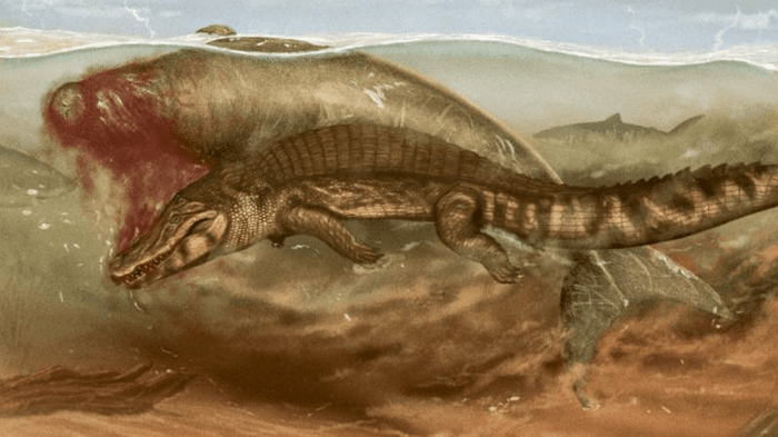 a sea cow being predated on by crocodilian and shark m.png