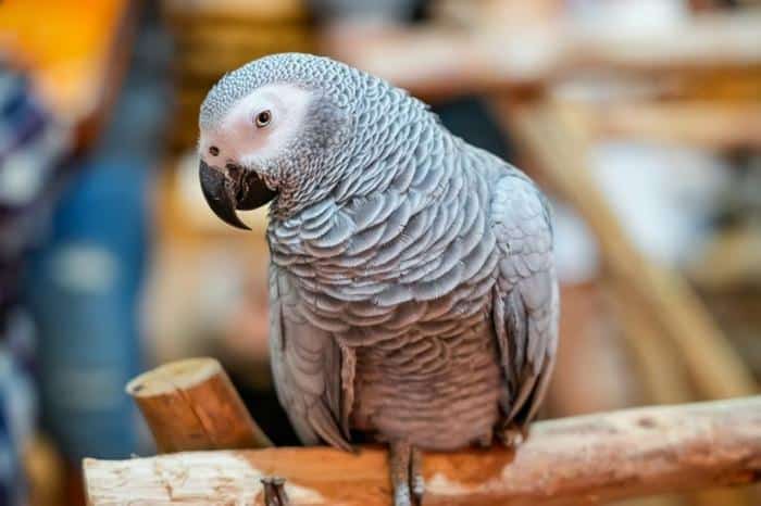 Apollo il pappagallo recordman: la nuova star di TikTok 1 african grey parrot m.jpg