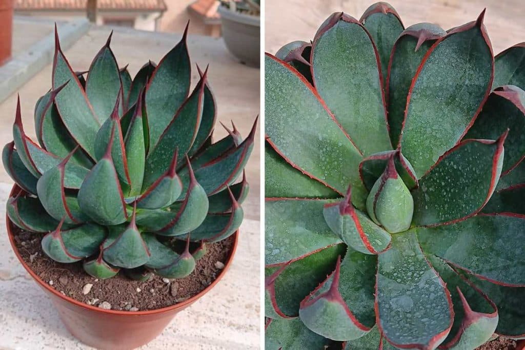 agave praying hands.jpg