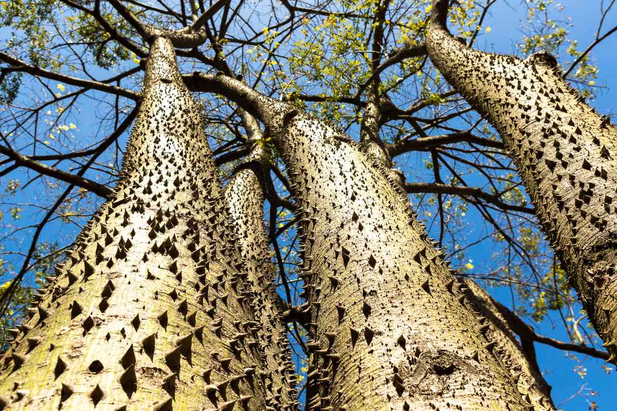Alla scoperta dell’Hura crepitans, l’albero dinamite che spara i suoi semi come “una mitragliatrice” 1 albero dinamite 1.jpg