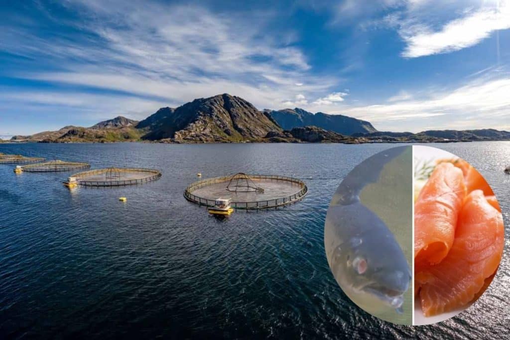 allevamento salmone.jpg