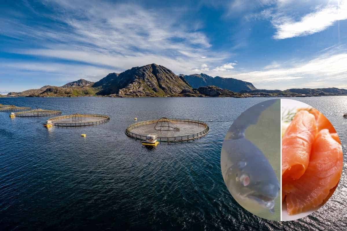 allevamento salmone.jpg