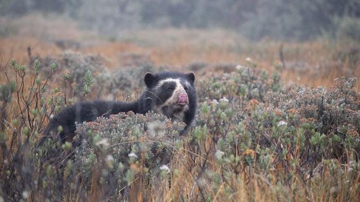andean bear m.jpg