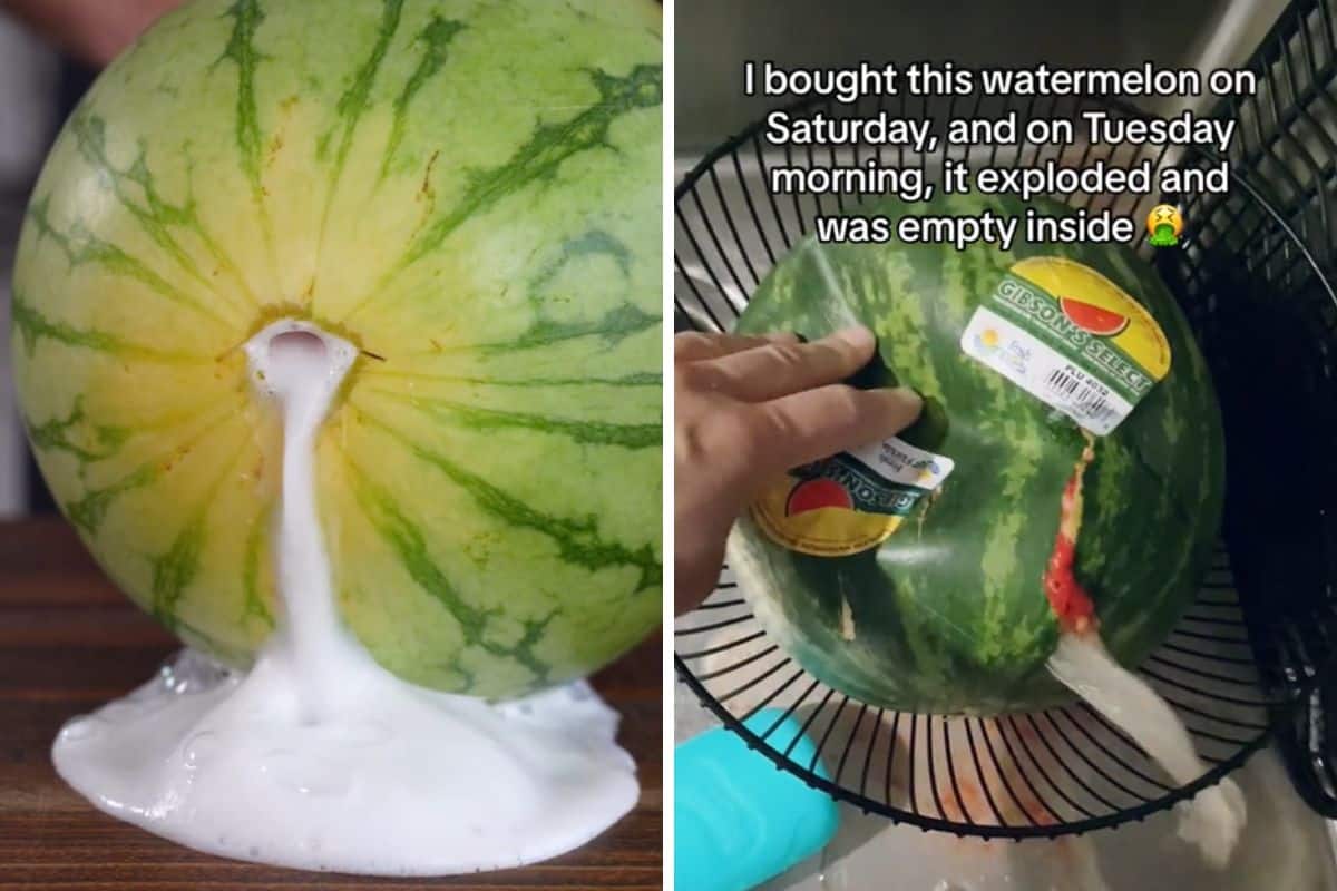 Quanto c’è di vero (e di scientifico) nei cocomeri che esplodono (virali su TikTok) 1 anguria che esplode.jpg