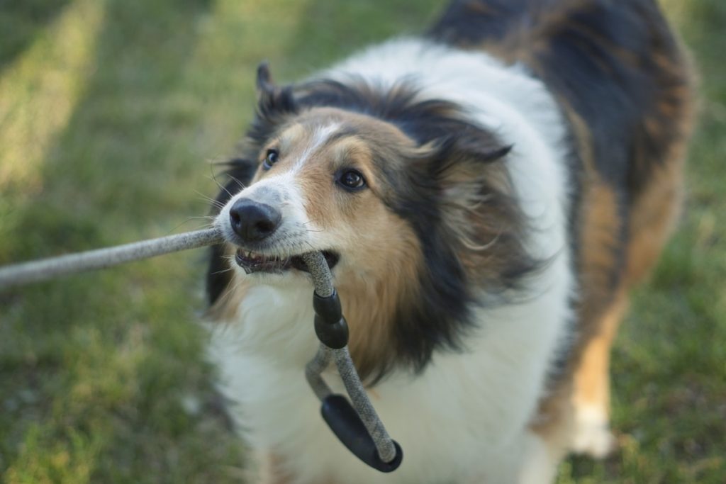 babesiosi cane.jpg