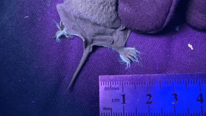 bat glowing toes m 1.png