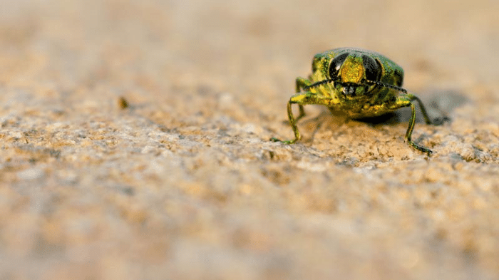 beetle lives to 50 m.png