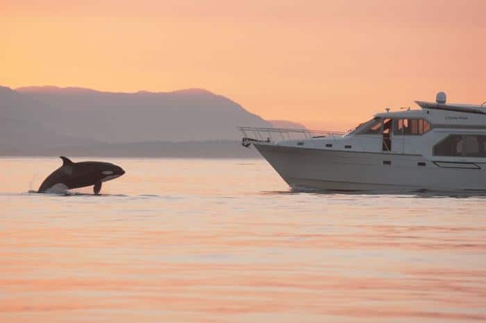 boat orca m.jpg