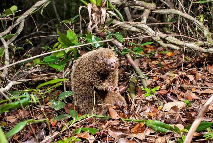 bristle spined rat m 1.jpg