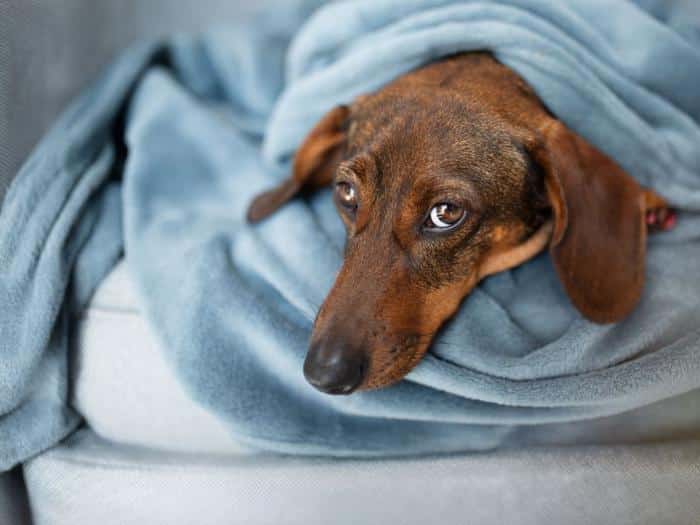 Profumo per cani: lusso o rischio per la salute? 1 brown dachshund wrapped in a blanket m.jpg